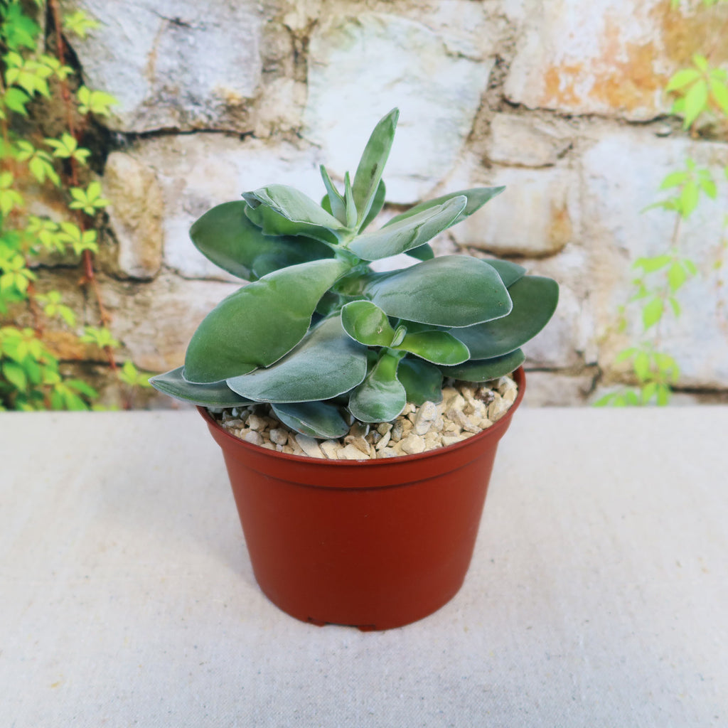 Crassula dubia with rounded green leaves in a brown plastic pot with pebbles, set before a rustic stone wall and leafy vines.