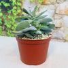 Crassula dubia with thick, fleshy green leaves in a small brown plastic pot with gravel, set before a blurred garden background.
