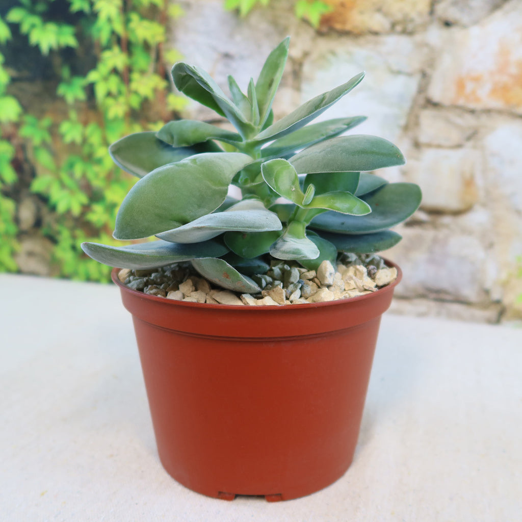 Crassula dubia with thick, fleshy green leaves in a small brown plastic pot with gravel, set before a blurred garden background.