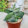 Crassula dubia succulent with thick, fleshy green leaves in a small brown pot with light pebbles, set against a blurred background.