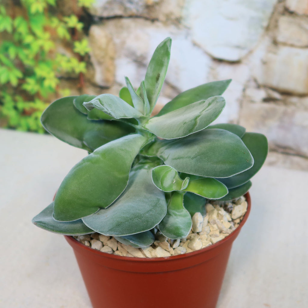 Crassula dubia succulent with thick, fleshy green leaves in a small brown pot with light pebbles, set against a blurred background.