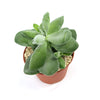 Crassula dubia succulent with thick green leaves in a small brown pot with light gravel, perfect for unique houseplant collections.