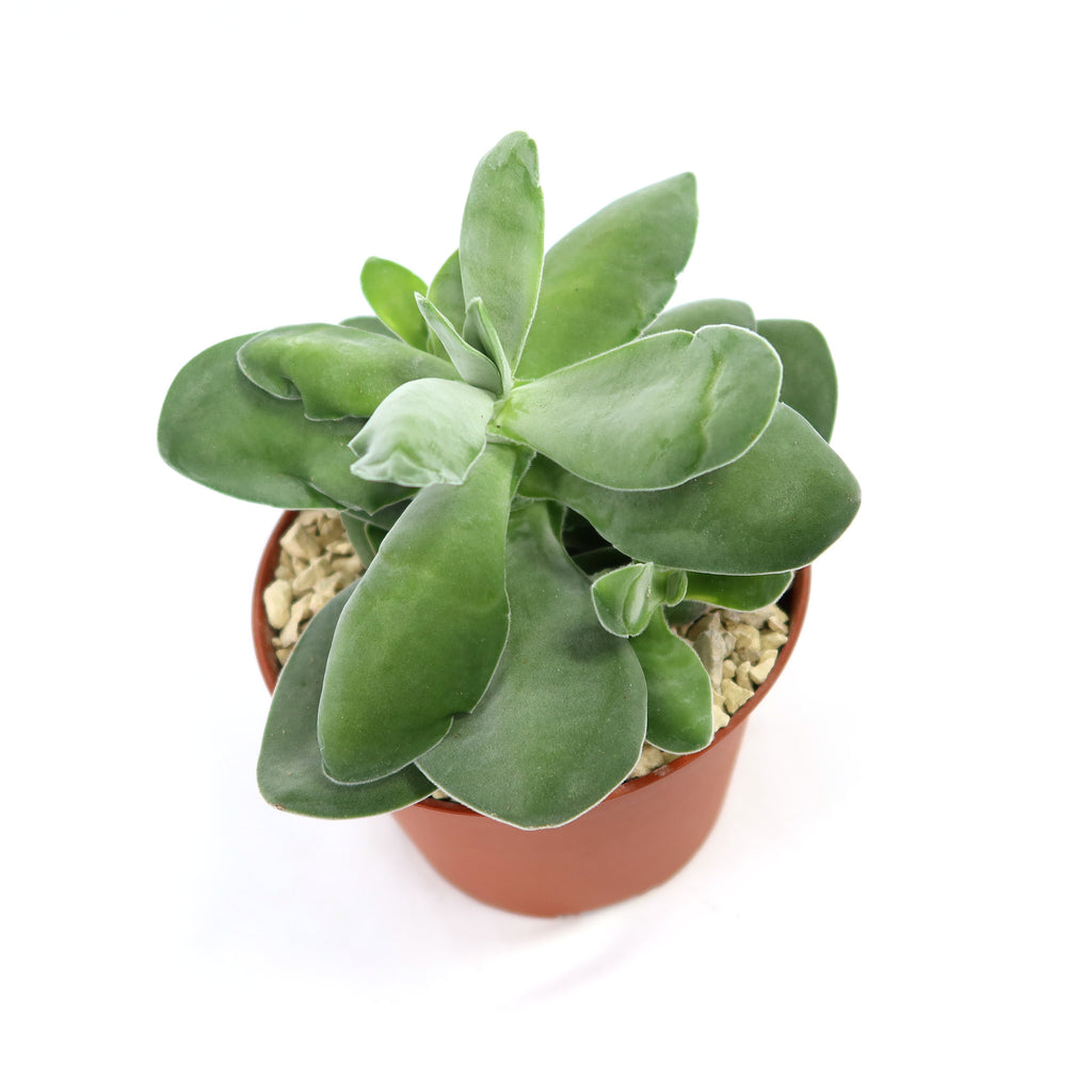 Crassula dubia succulent with thick green leaves in a small brown pot with light gravel, perfect for unique houseplant collections.