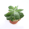 Crassula dubia succulent in a pot, featuring vibrant green leaves that add a modern touch to home or office decor.