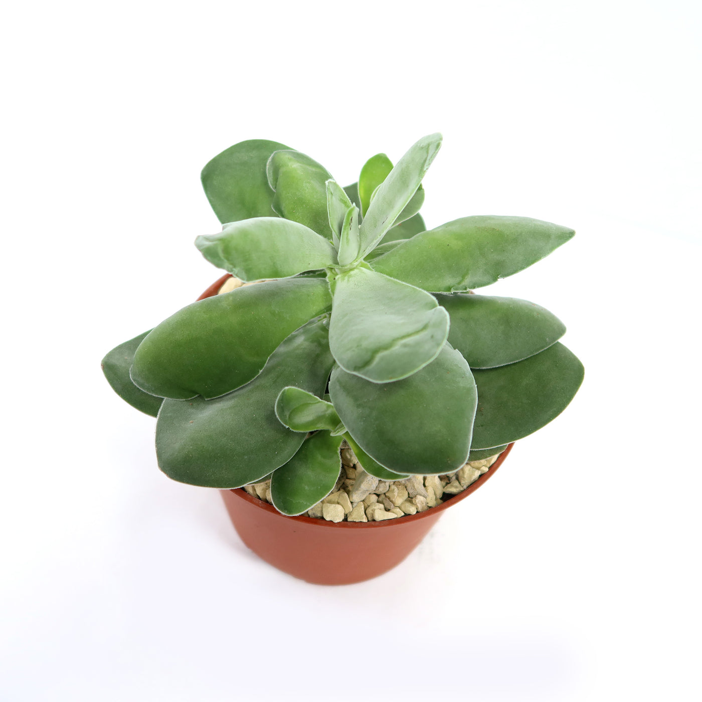 crassula dubia succulent Shop 'Crassula dubia' Care & Growing Guide