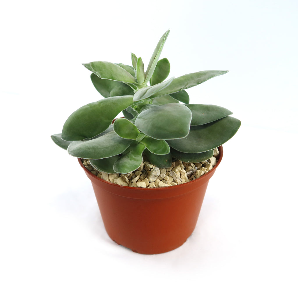 Crassula dubia succulent with thick oval green leaves in a brown plastic pot filled with light rocks, set against a white background.