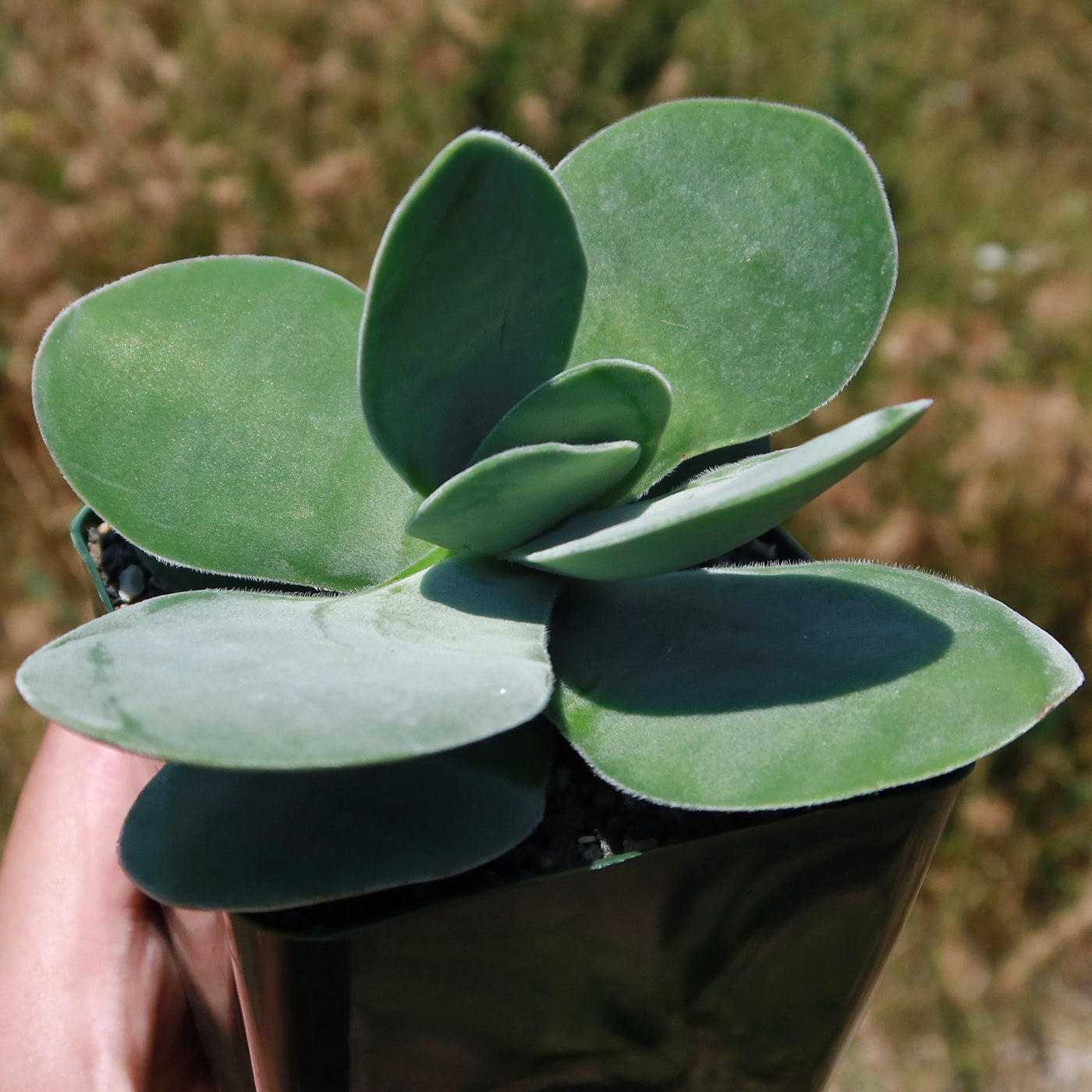 Paddle plant - Crassula dubia -2