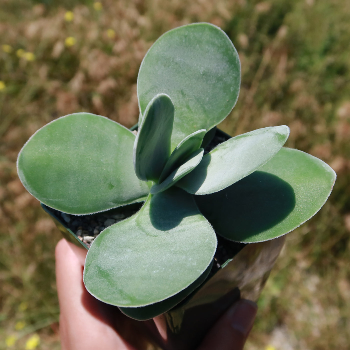 Paddle plant - Crassula dubia -11