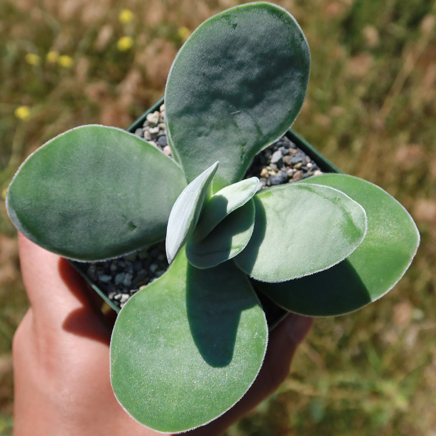Paddle plant - Crassula dubia - 5