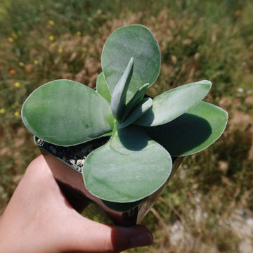 flat succulent leaves Crassula dubia 6" Pot