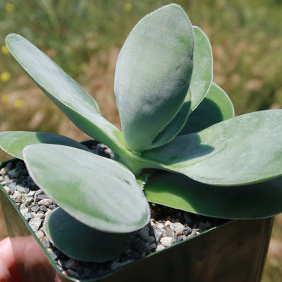 Paddle plant - Crassula dubia -7