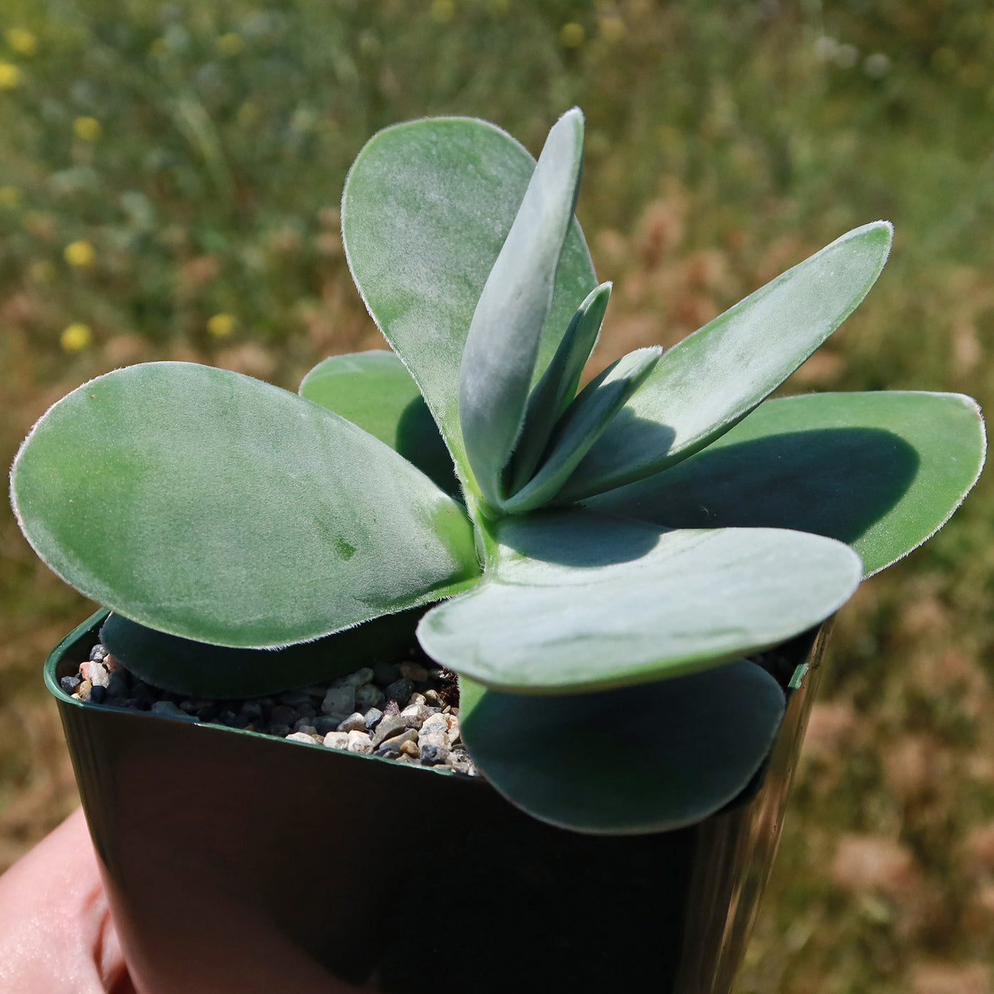 Paddle plant - Crassula dubia -3