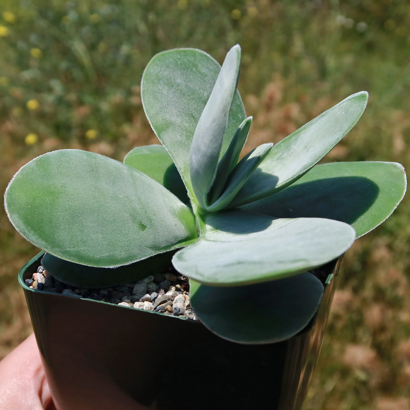 succulent with big flat leaves Shop 'Crassula dubia' Care & Growing Guide