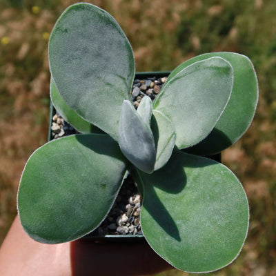 Paddle plant - Crassula dubia -8
