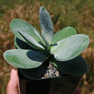 Paddle plant - Crassula dubia -9