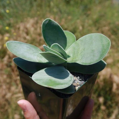 Paddle plant - Crassula dubia -6