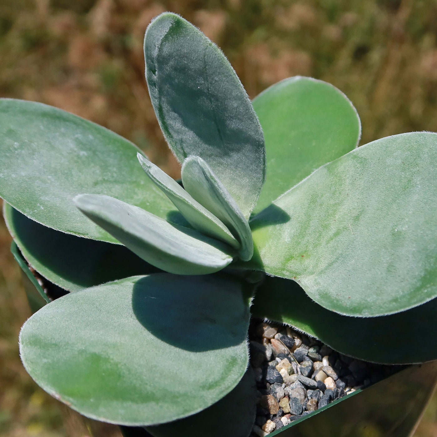 succulent with large round leaves Crassula dubia 6" Pot