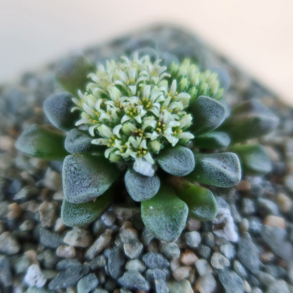 Close-up of Crassula mesembrianthemopsis succulent with fleshy green leaves and white flowers, displayed on a bed of pebbles.