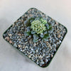 Crassula mesembrianthemopsis with tiny white central flowers in a square pot filled with small pebbles, viewed from above.