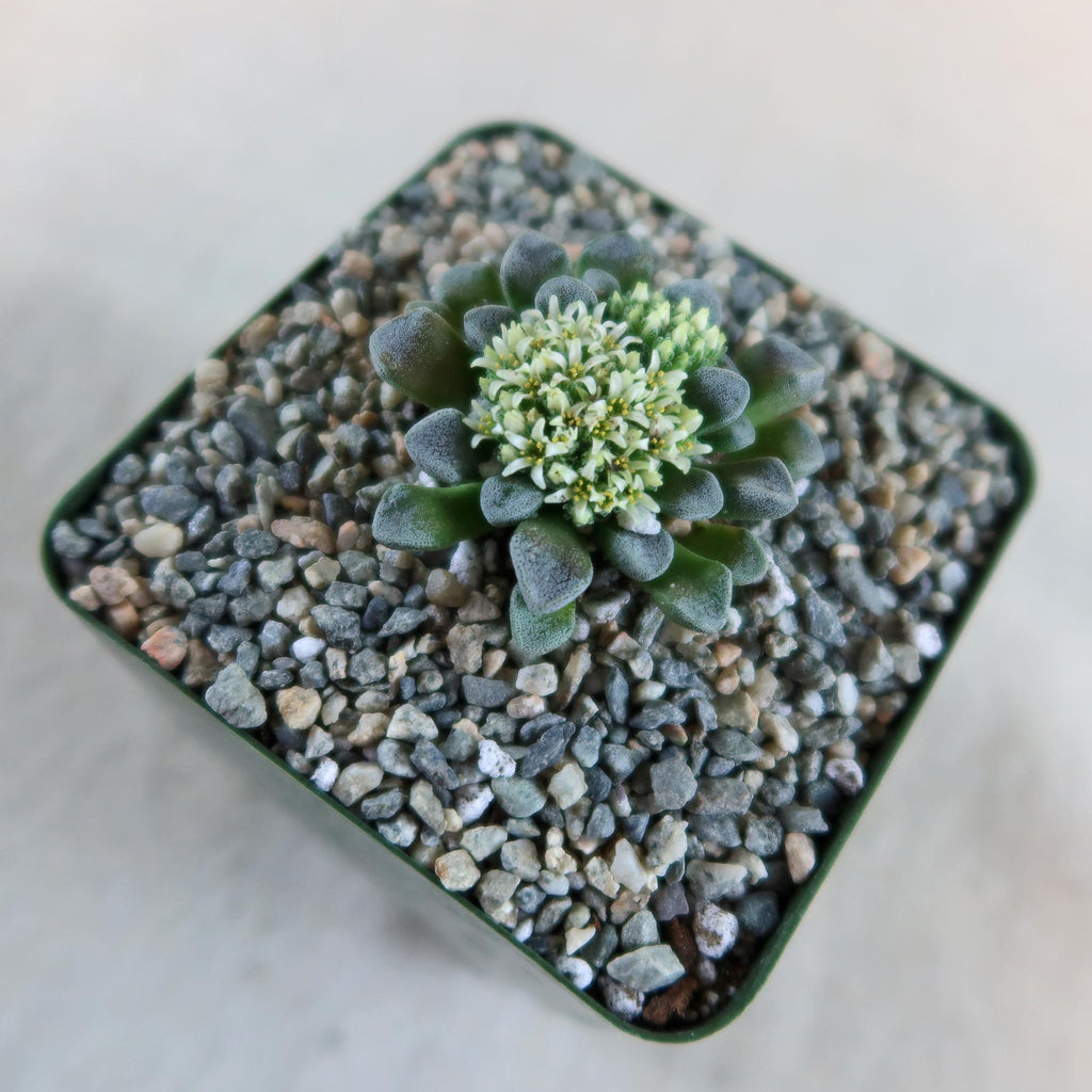 Crassula mesembrianthemopsis with tiny white central flowers in a square pot filled with small pebbles, viewed from above.