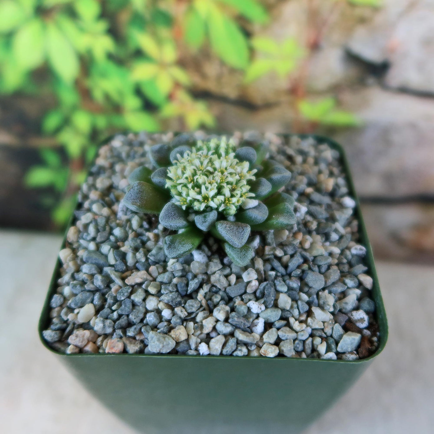 square succulent plant Crassula mesembrianthemopsis