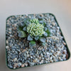 Crassula mesembrianthemopsis succulent with fleshy green leaves and small white flowers in a square pot filled with pebbles.