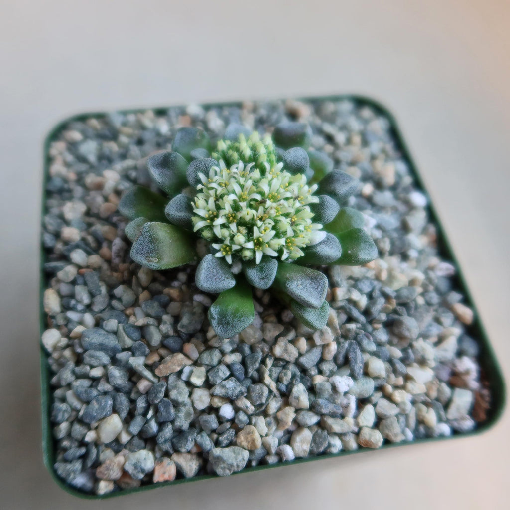 Crassula mesembrianthemopsis succulent with fleshy green leaves and small white flowers in a square pot filled with pebbles.