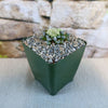 Crassula mesembrianthemopsis, a drought-tolerant succulent, adds charm to windowsills or rock gardens with its unique foliage.
