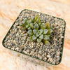 Crassula mesembrianthemopsis