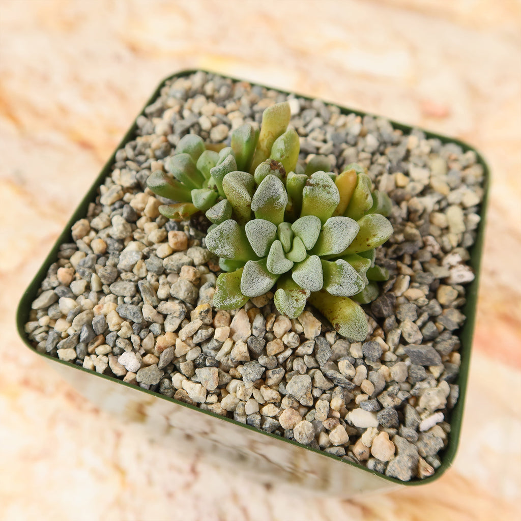 Crassula mesembrianthemopsis