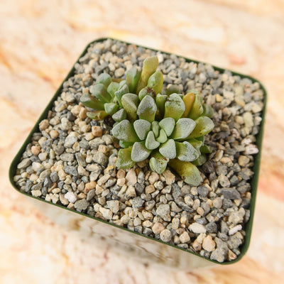 Crassula mesembrianthemopsis