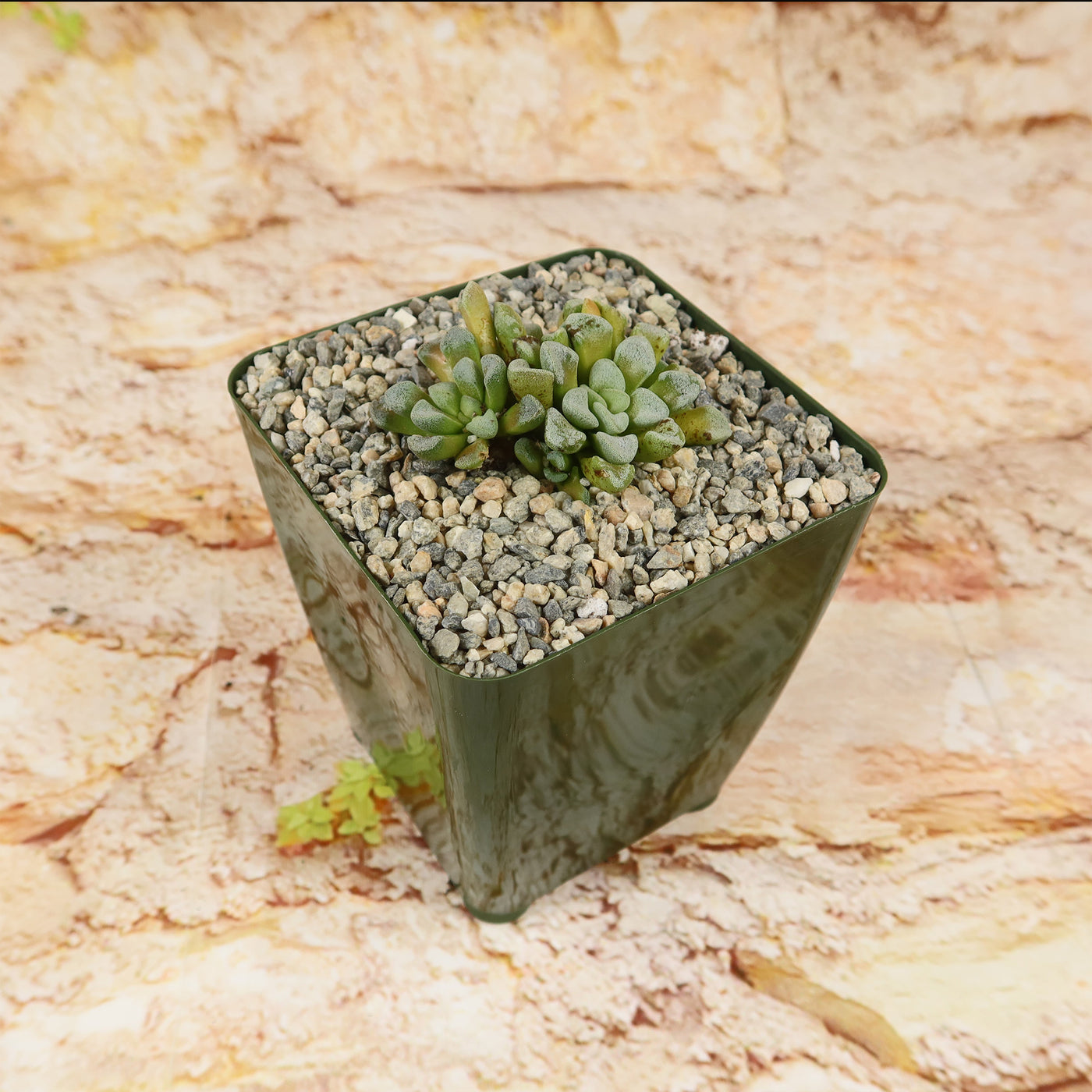 Crassula mesembrianthemopsis