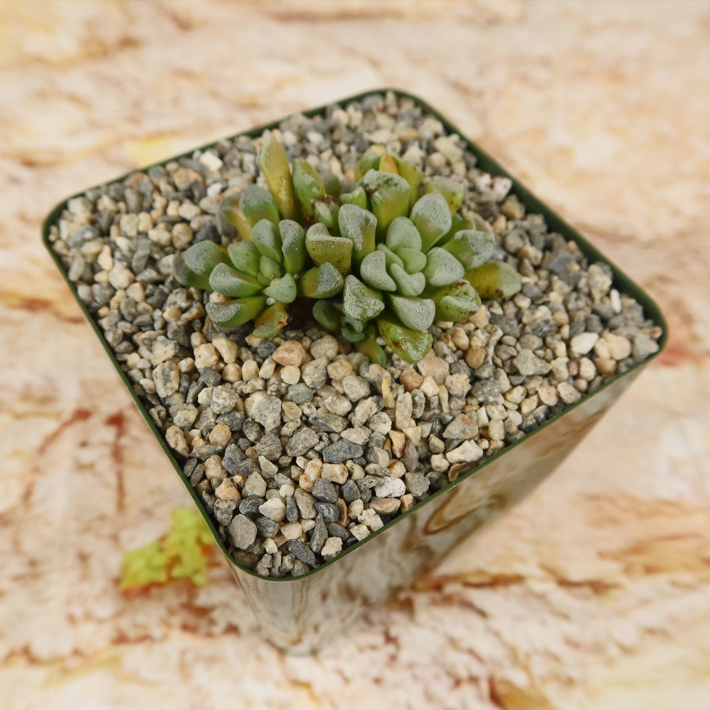 Crassula mesembrianthemopsis