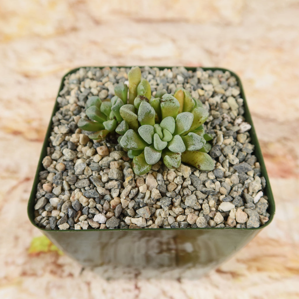 Crassula mesembrianthemopsis