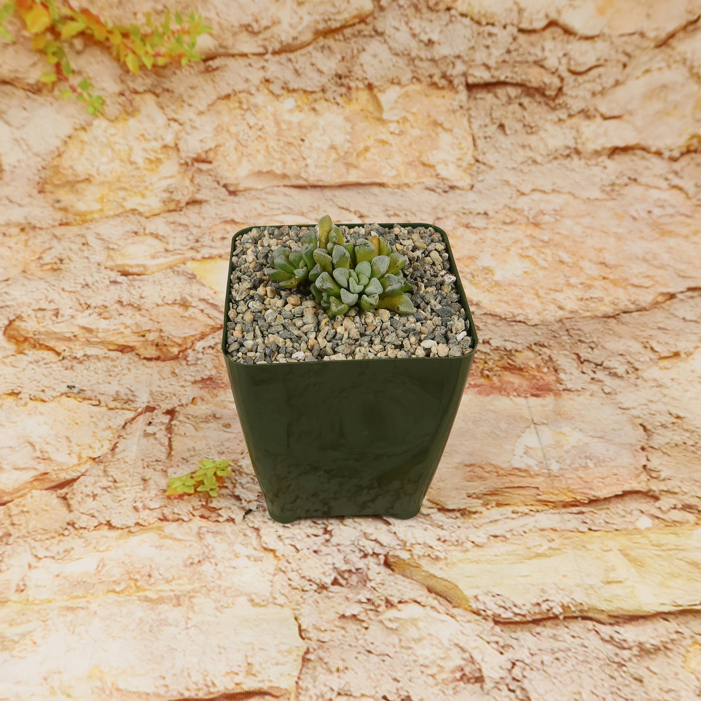 Crassula mesembrianthemopsis