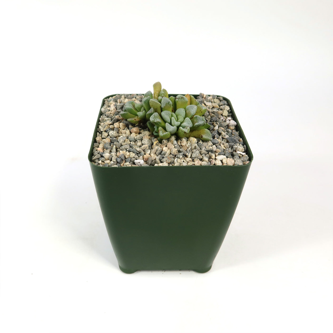 Crassula mesembrianthemopsis