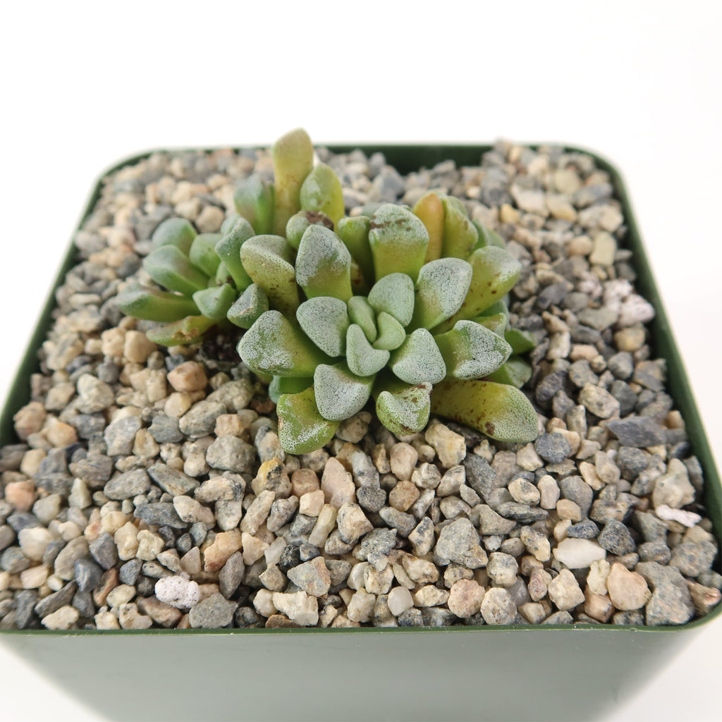 Crassula mesembrianthemopsis