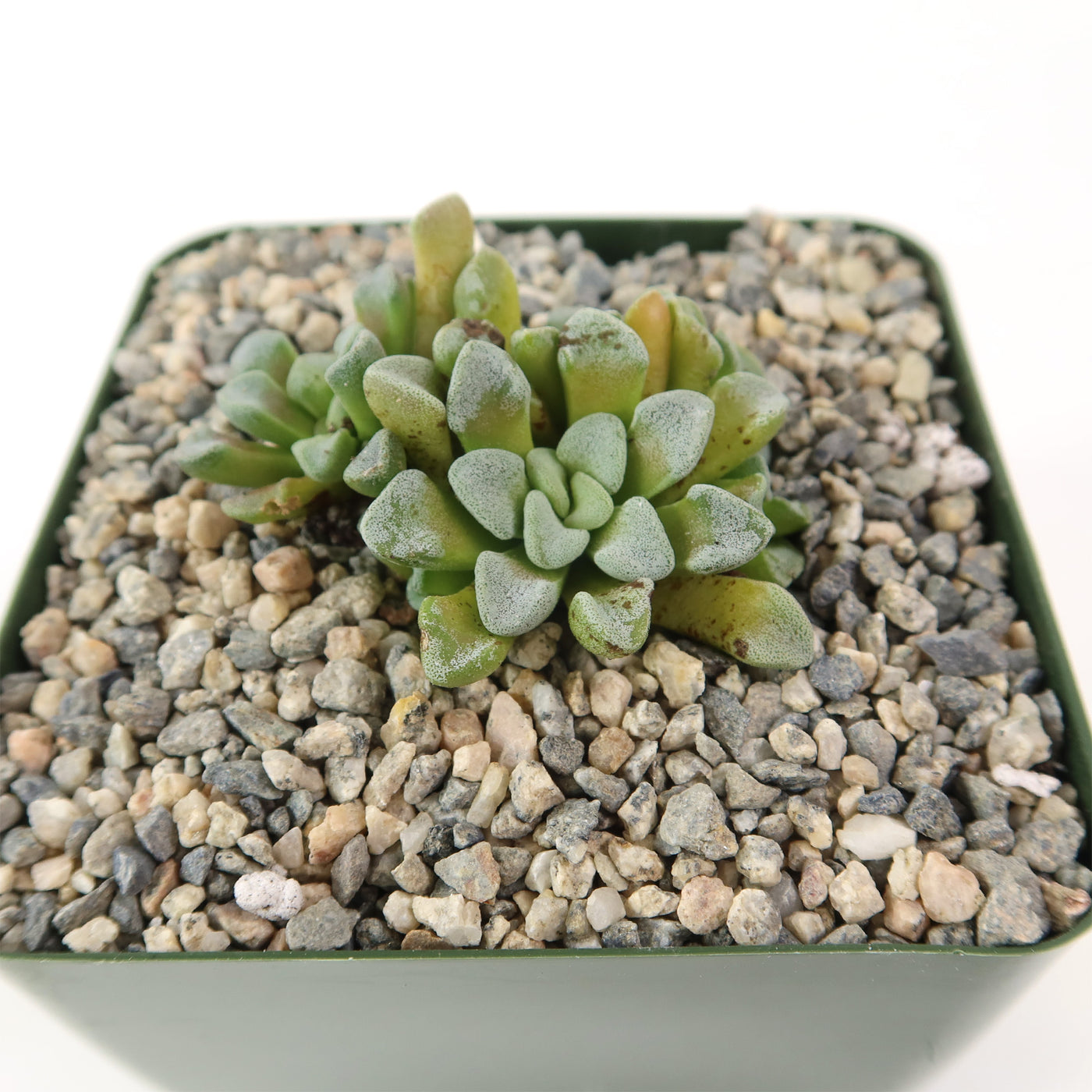 Crassula mesembrianthemopsis