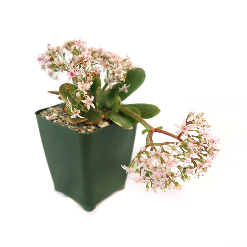 Crassula oblicua Lemon n Lime