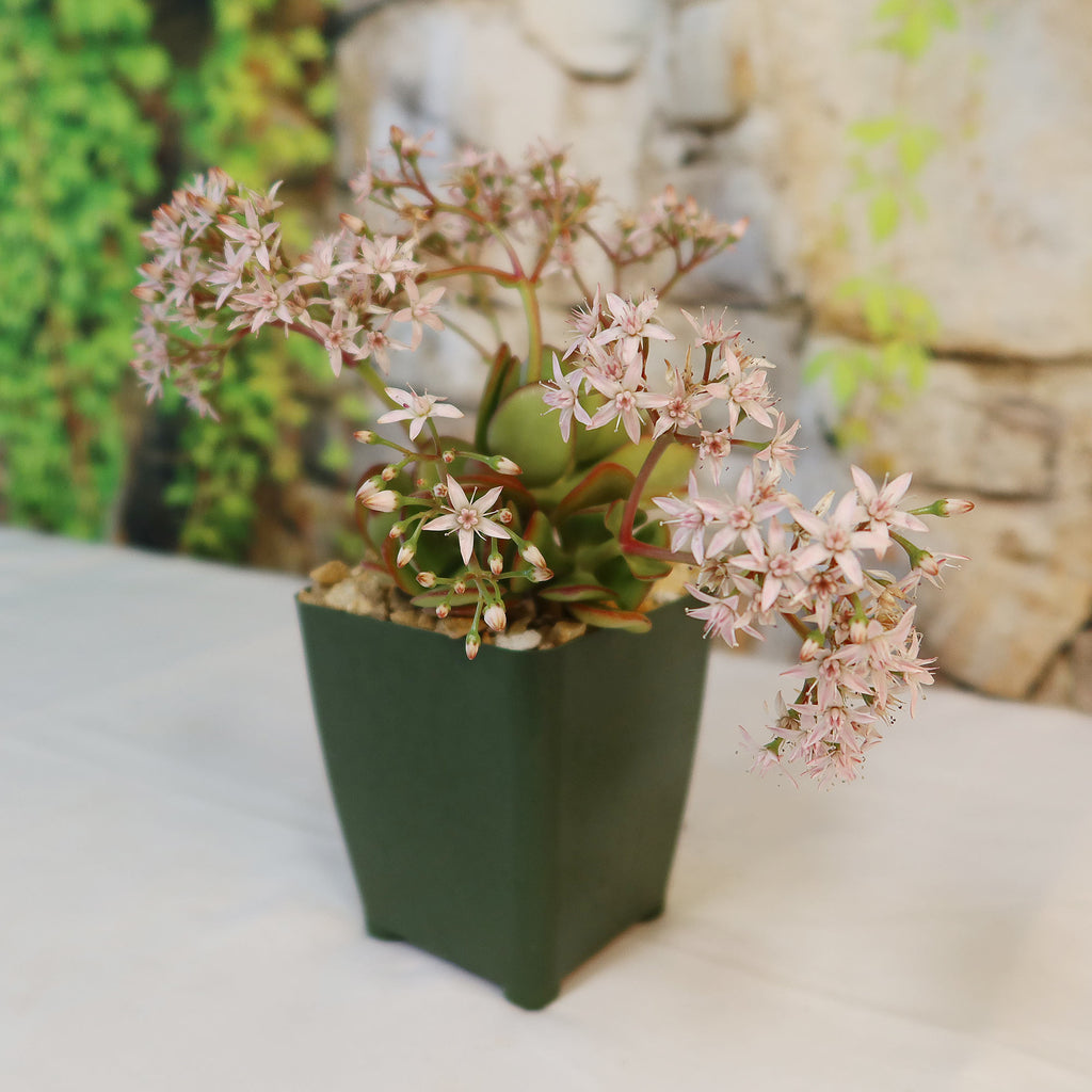 Crassula oblicua Lemon n Lime