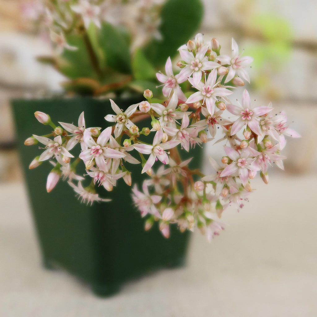 Crassula oblicua Lemon n Lime