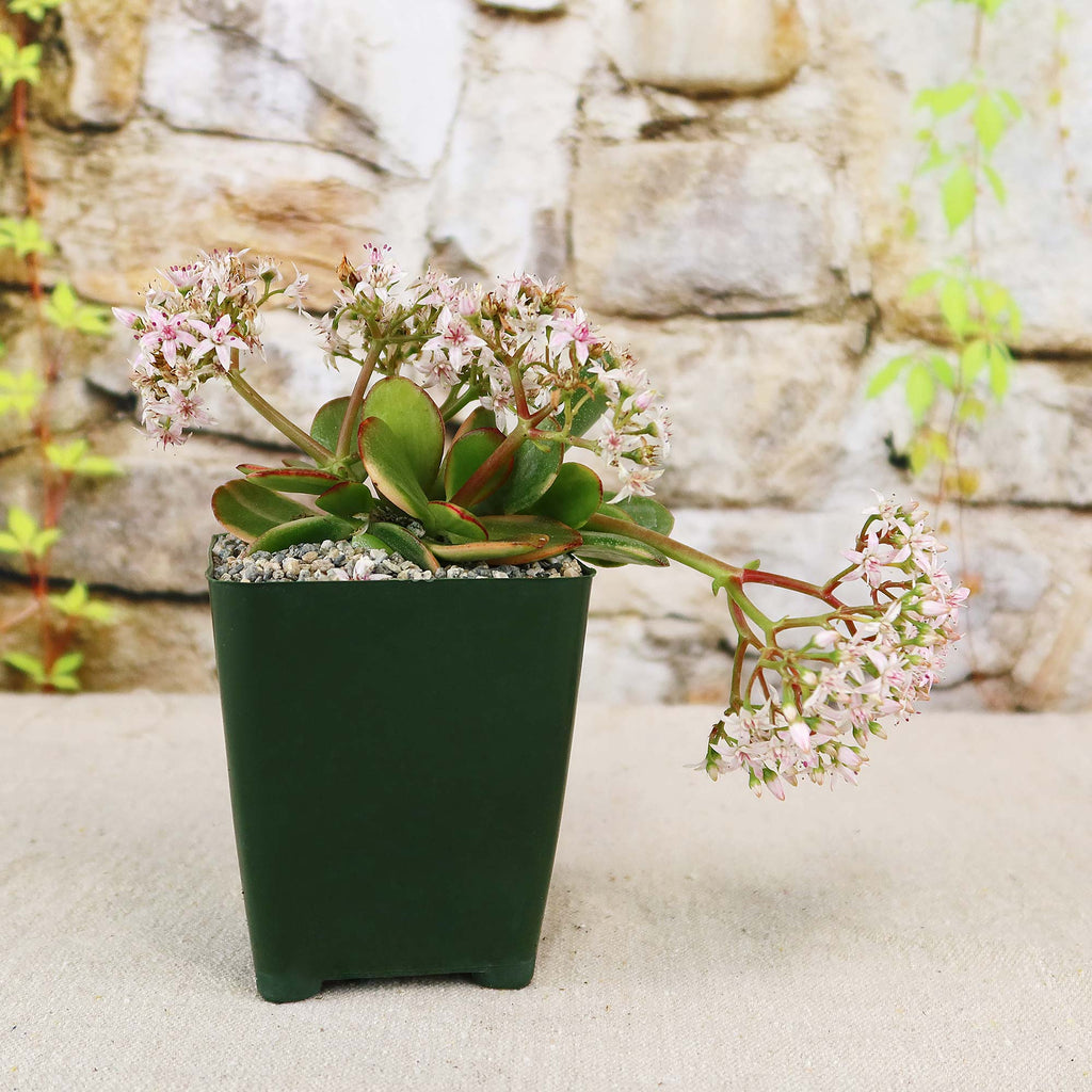 Crassula oblicua Lemon n Lime