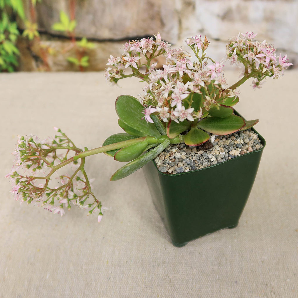 Crassula oblicua Lemon n Lime