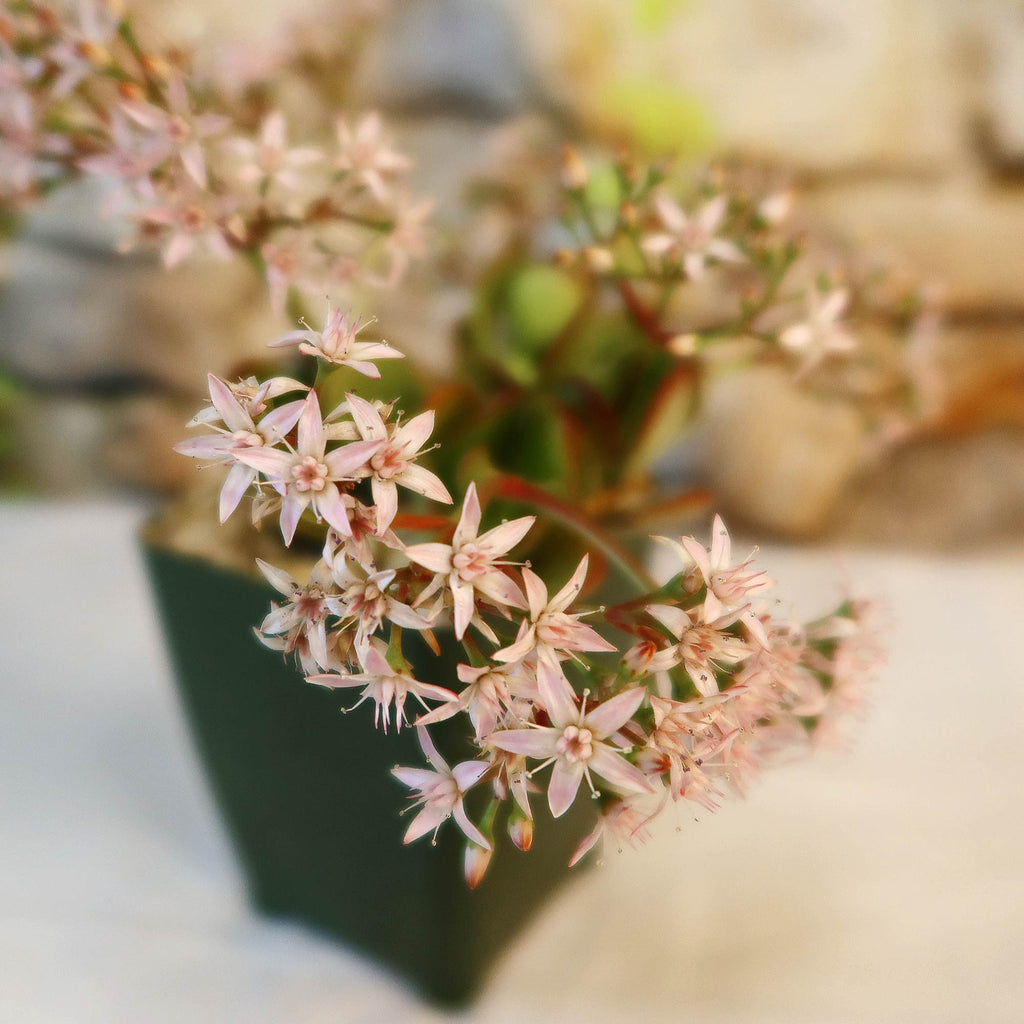 Crassula oblicua Lemon n Lime