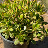 Crassula oblicua Lemon n Lime