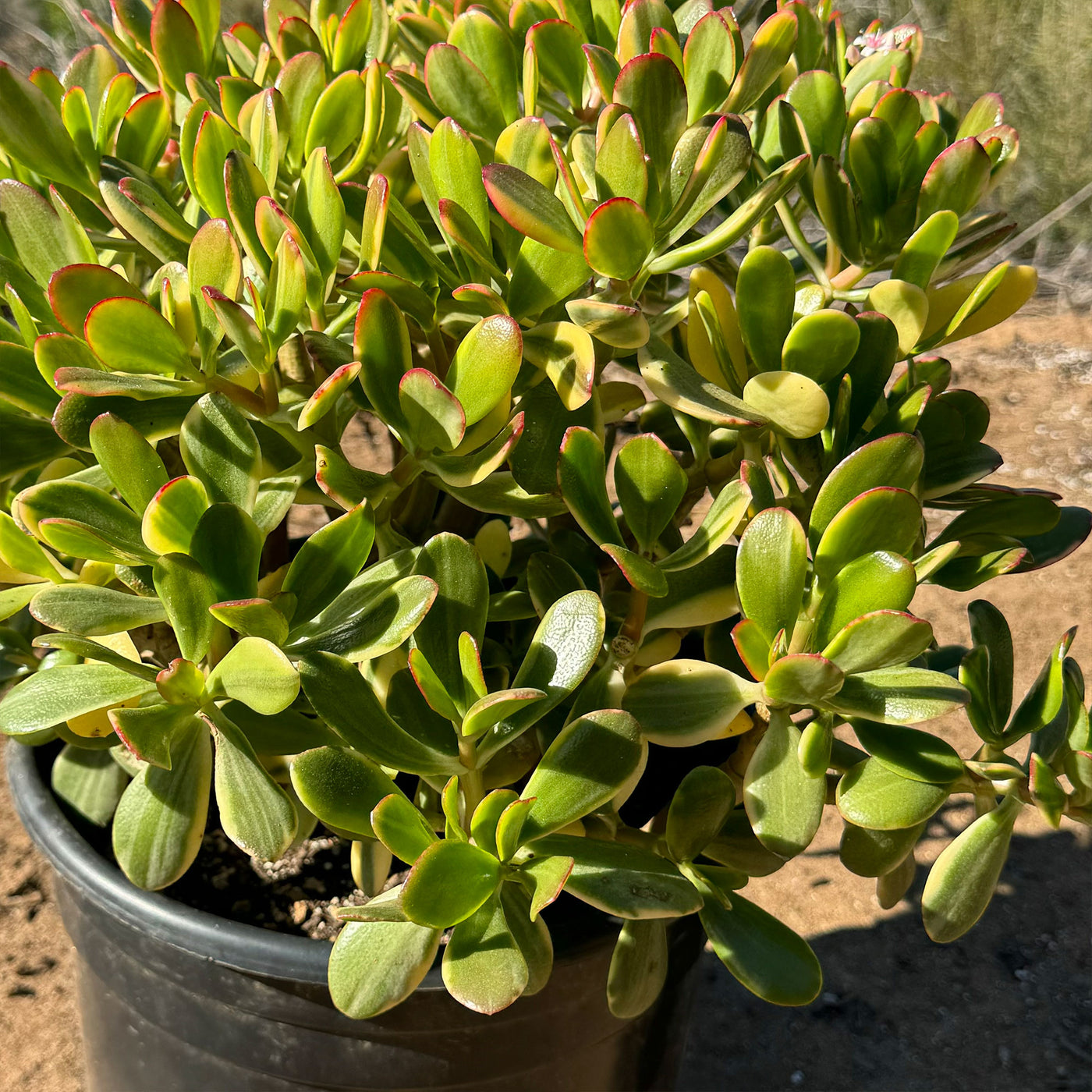 Crassula oblicua Lemon n Lime