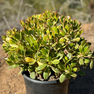 Crassula oblicua Lemon n Lime