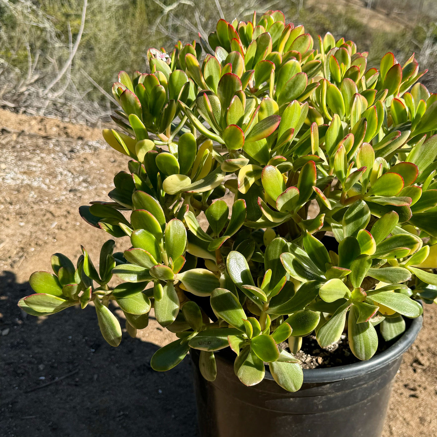 Crassula oblicua Lemon n Lime