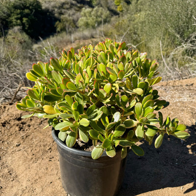 Crassula oblicua Lemon n Lime