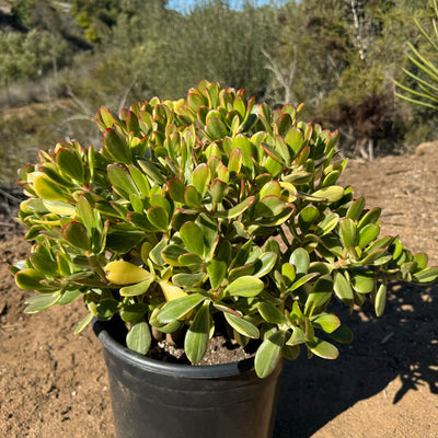 Crassula oblicua Lemon n Lime